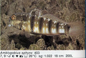 Amblygobius sphynx